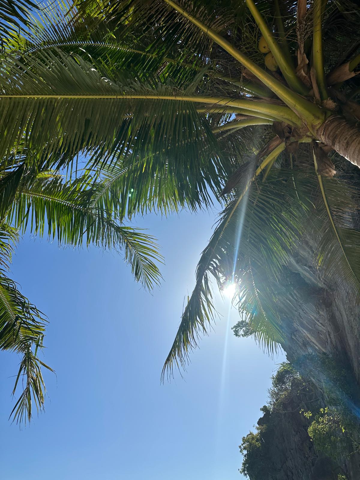 Unter dem sanften Schatten majestätischer Palmen den Blick in den strahlend blauen Himmel schweifen lassen, während die tropische Sonne das Gesicht wärmt. Erleben Sie dieses unbeschwerte Urlaubsgefühl hautnah und lassen Sie sich von der Magie paradiesischer Küsten verzaubern.