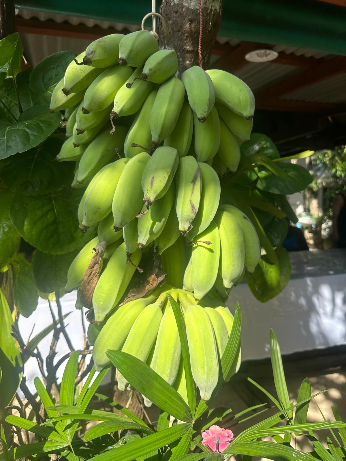 Tauchen Sie ein in die üppige Natur der Tropen, wo frische Bananen direkt am Wegesrand in der warmen Sonne reifen. Entdecken Sie die authentischen Aromen und die lebendige Flora exotischer Reiseziele auf unseren unvergesslichen Touren.