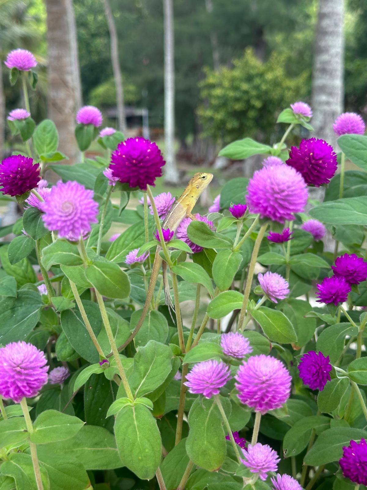 Entdecken Sie die farbenfrohe Vielfalt exotischer Paradiese, in denen kleine Naturschönheiten wie diese goldene Eidechse inmitten leuchtender Blüten auf Sie warten. Lassen Sie den Alltag hinter sich und spüren Sie den Zauber unberührter Tropengärten hautnah. Gehen Sie mit uns auf Entdeckungsreise und erleben Sie diese magischen Momente selbst.
