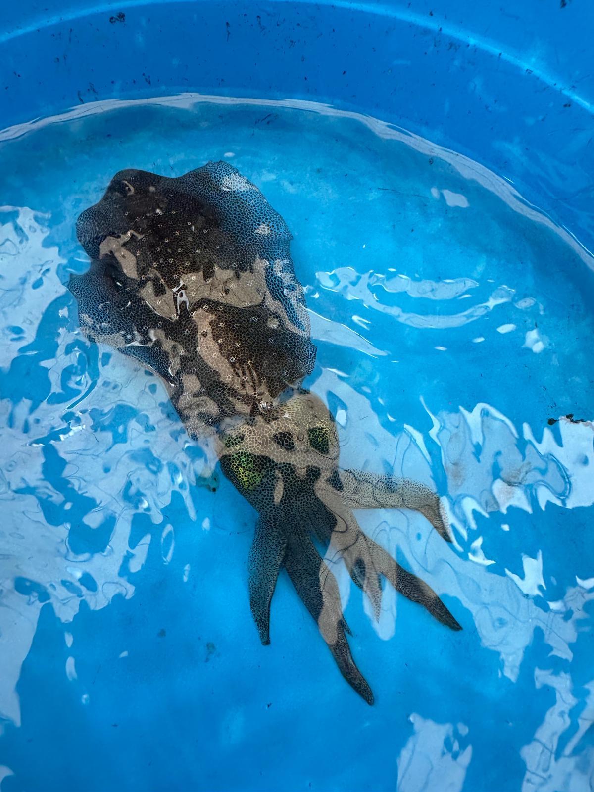 Smaragdgrüner Tintenfisch beim Schnorcheln