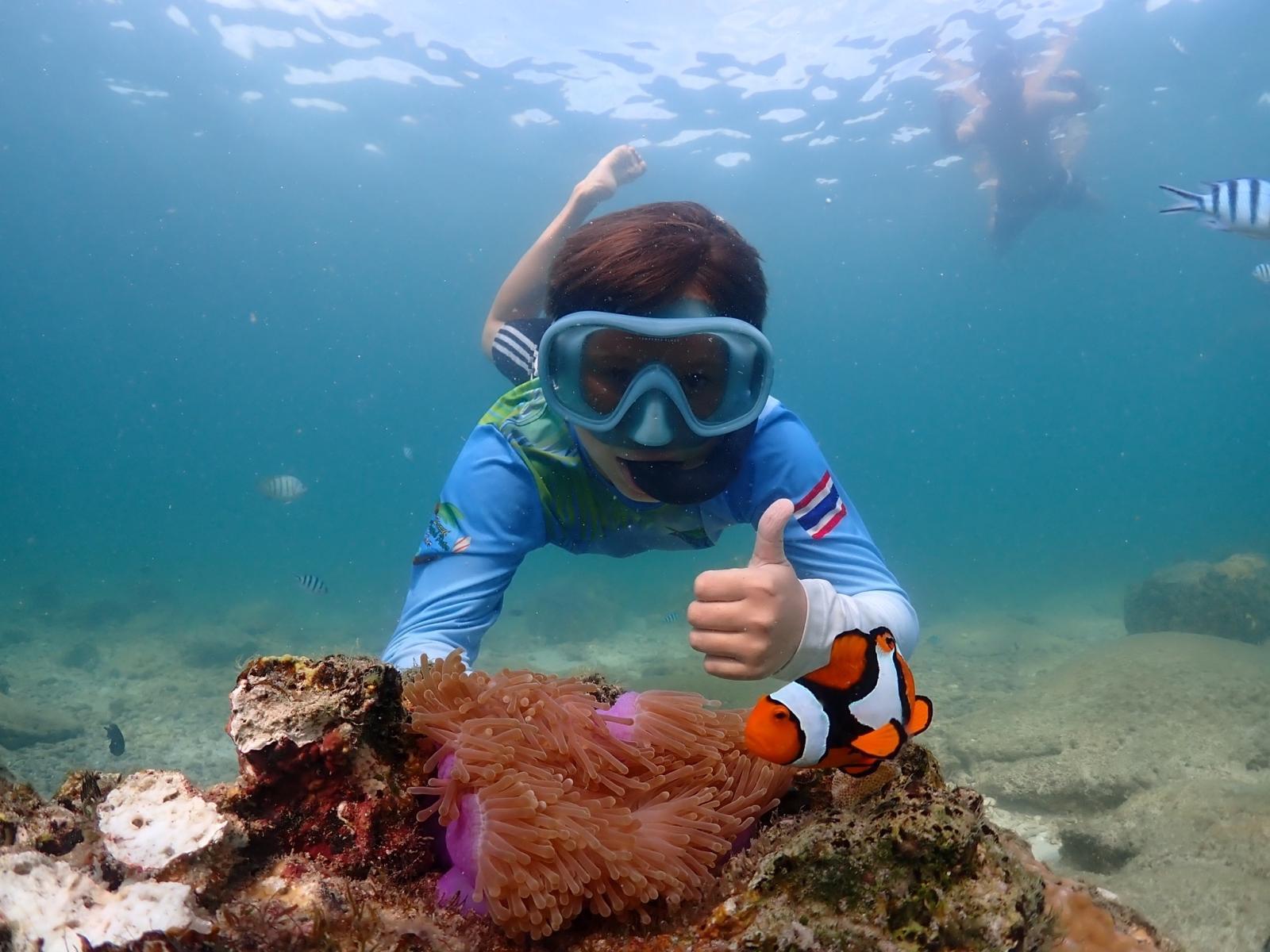 Clownfisch (Nemo) beim Schnorcheln im Riff